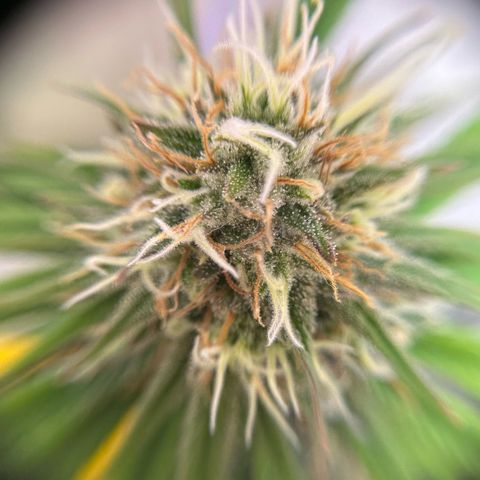 Amnesia Haze growlog timeline photo