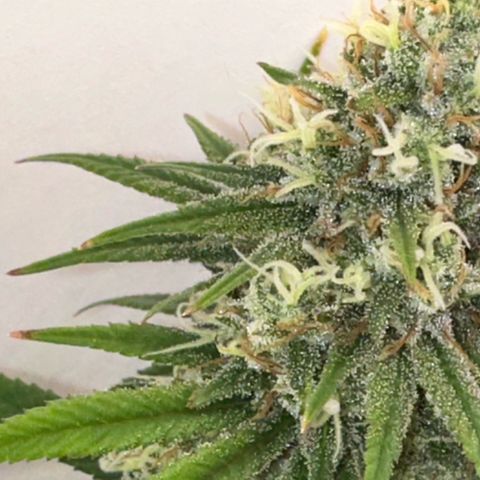Amnesia Haze growlog timeline photo