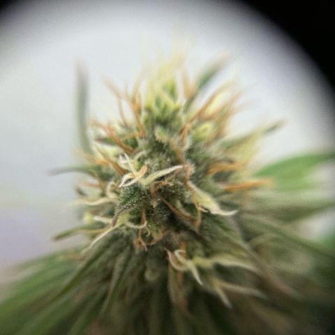 Amnesia Haze growlog timeline photo