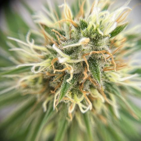 Amnesia Haze growlog timeline photo