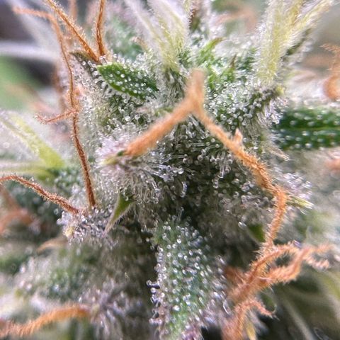 Amnesia Haze growlog timeline photo
