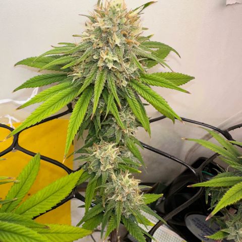Amnesia Haze growlog timeline photo