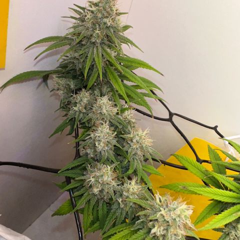 Amnesia Haze growlog timeline photo