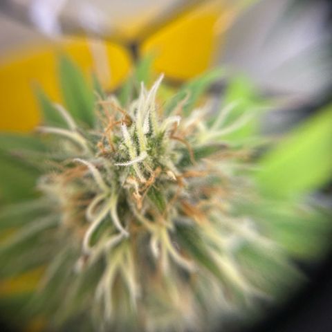 Amnesia Haze growlog timeline photo