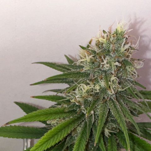 Amnesia Haze growlog timeline photo