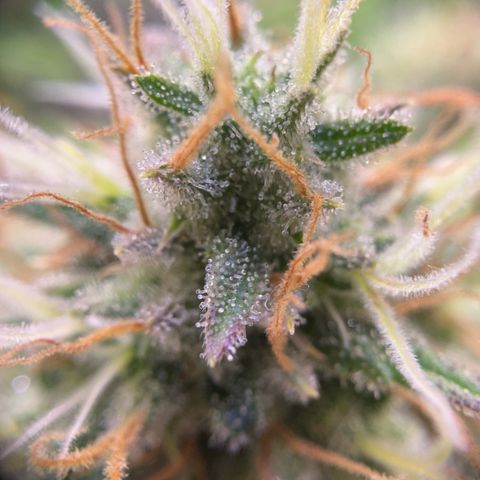 Amnesia Haze growlog timeline photo