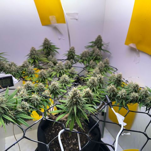 Amnesia Haze growlog timeline photo