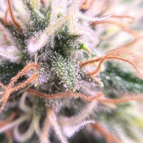 Amnesia Haze growlog timeline photo