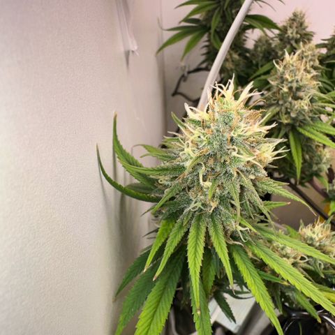 Amnesia Haze growlog timeline photo