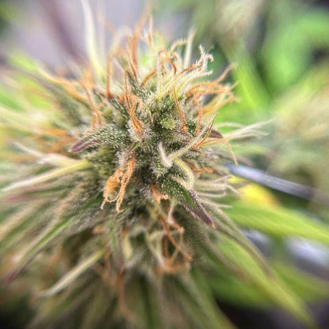 Amnesia Haze growlog timeline photo