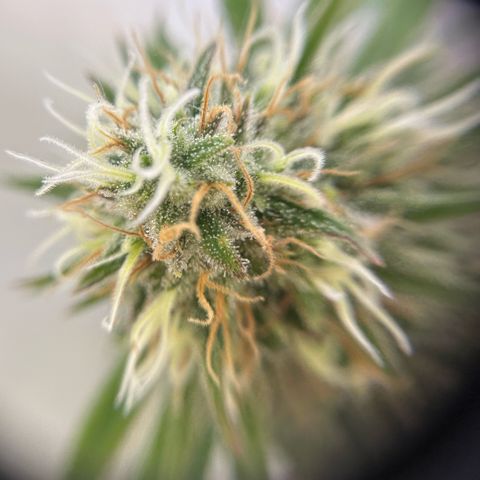 Amnesia Haze growlog timeline photo
