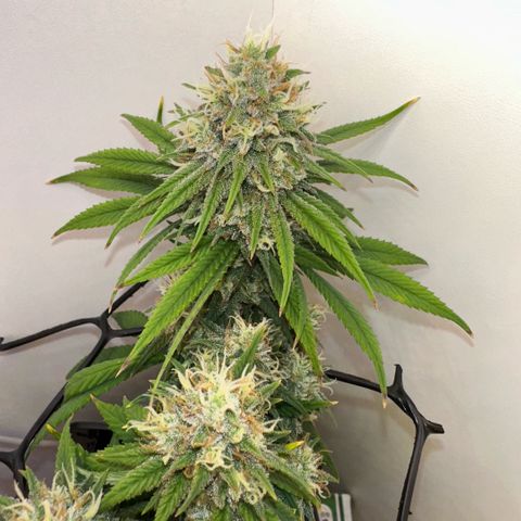 Amnesia Haze growlog timeline photo