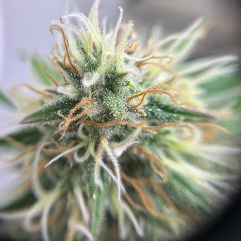 Amnesia Haze growlog timeline photo