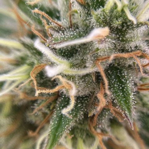 Amnesia Haze growlog timeline photo