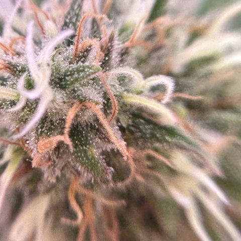 Amnesia Haze growlog timeline photo