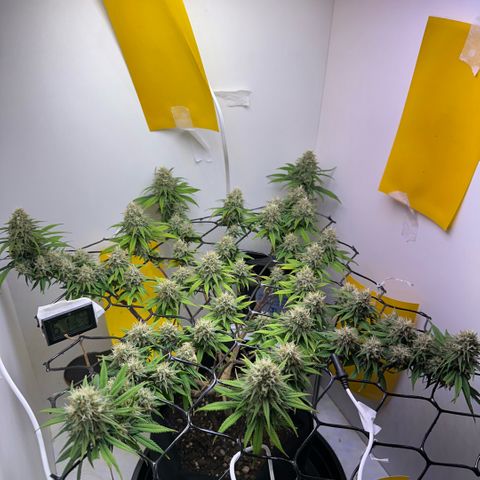 Amnesia Haze growlog timeline photo