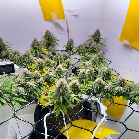 Amnesia Haze growlog timeline photo