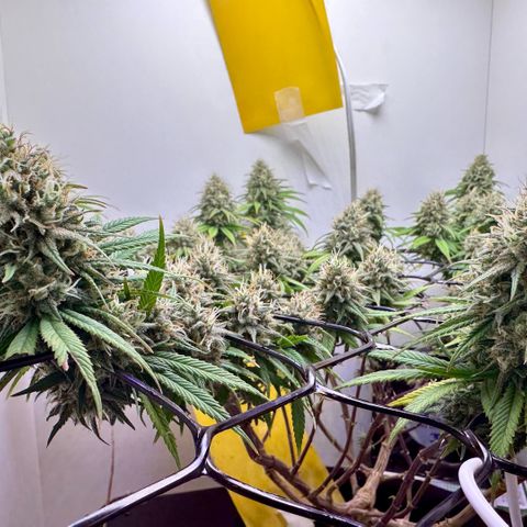 Amnesia Haze growlog timeline photo