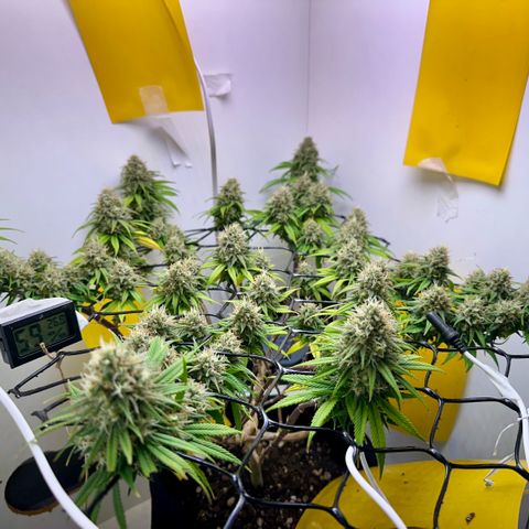 Amnesia Haze growlog timeline photo