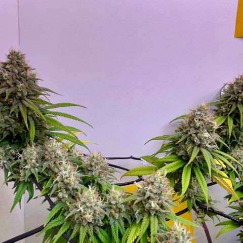 Amnesia Haze growlog timeline photo
