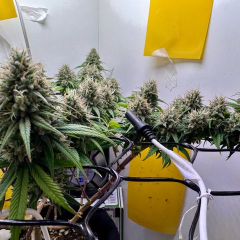 Amnesia Haze growlog timeline photo