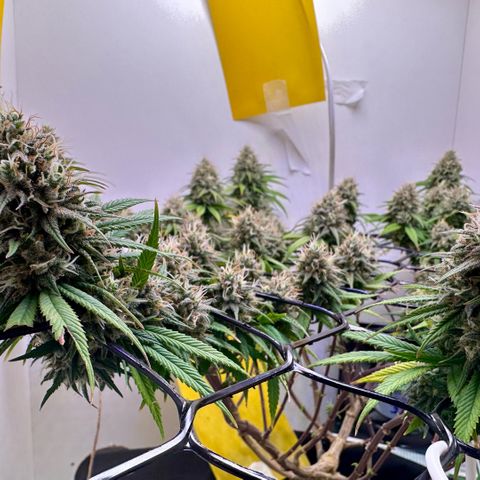 Amnesia Haze growlog timeline photo