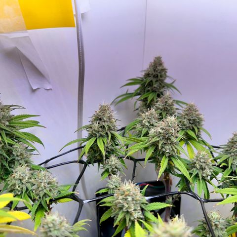 Amnesia Haze growlog timeline photo