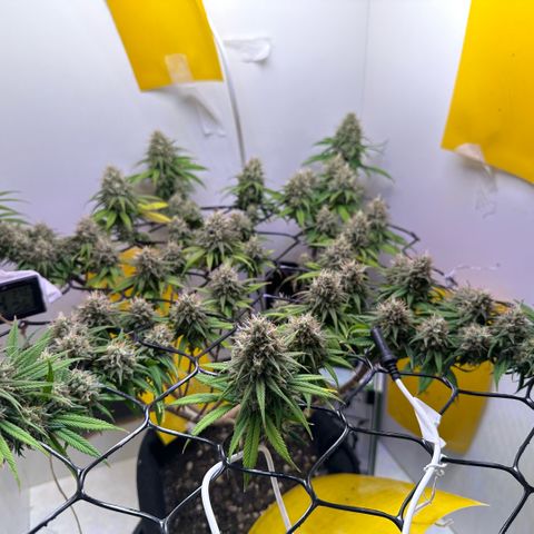 Amnesia Haze growlog timeline photo