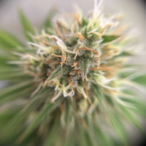 Amnesia Haze growlog timeline photo