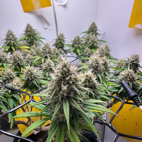 Amnesia Haze growlog timeline photo