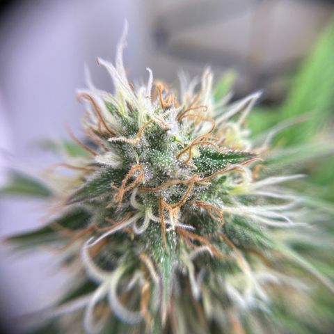 Amnesia Haze growlog timeline photo