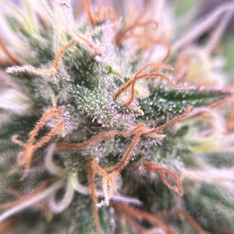 Amnesia Haze growlog timeline photo