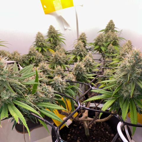 Amnesia Haze growlog timeline photo