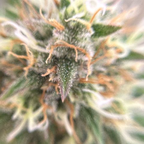 Amnesia Haze growlog timeline photo