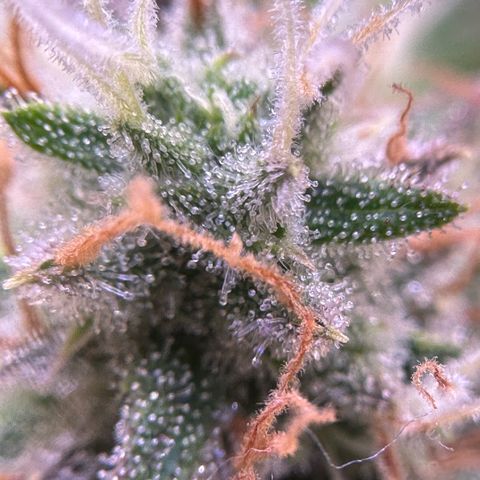 Amnesia Haze growlog timeline photo
