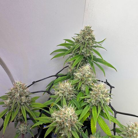 Amnesia Haze growlog timeline photo