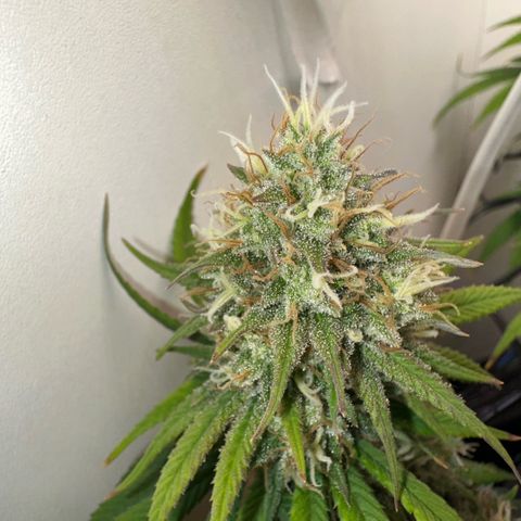 Amnesia Haze growlog timeline photo