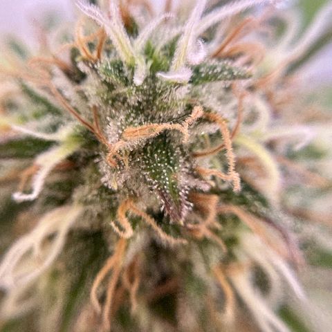 Amnesia Haze growlog timeline photo