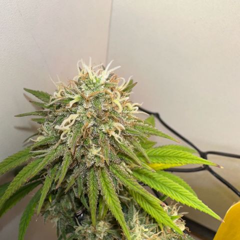 Amnesia Haze growlog timeline photo