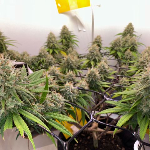 Amnesia Haze growlog timeline photo