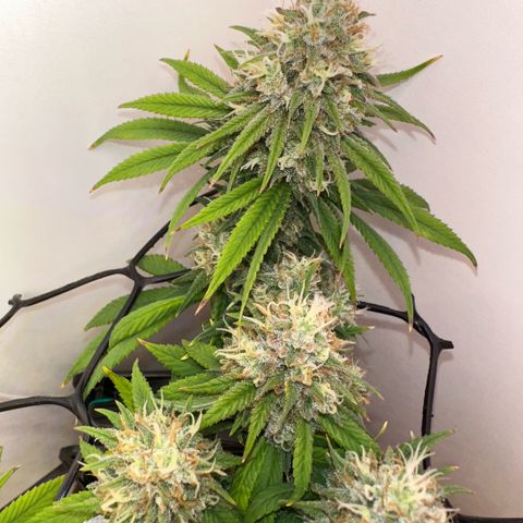 Amnesia Haze growlog timeline photo