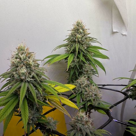 Amnesia Haze growlog timeline photo