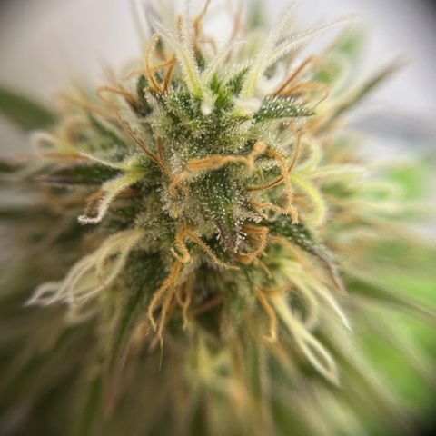 Amnesia Haze growlog timeline photo