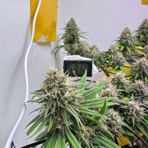 Amnesia Haze growlog timeline photo