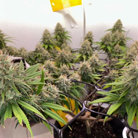 Amnesia Haze growlog timeline photo