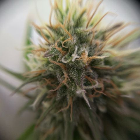 Amnesia Haze growlog timeline photo