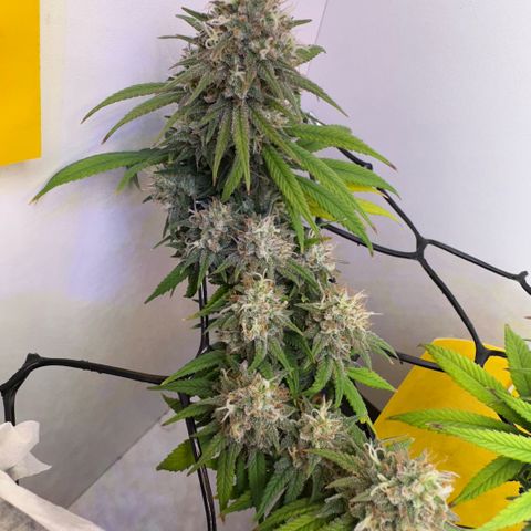 Amnesia Haze growlog timeline photo