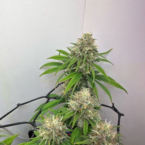 Amnesia Haze growlog timeline photo