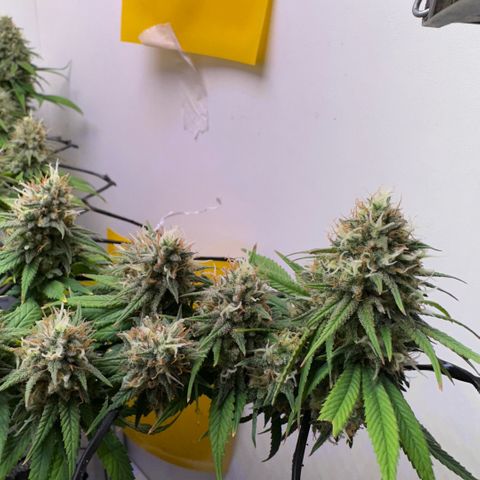 Amnesia Haze growlog timeline photo