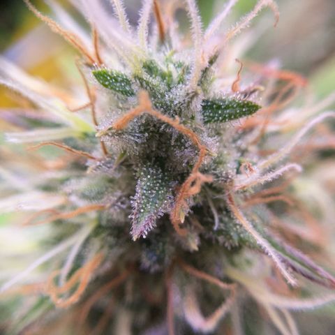 Amnesia Haze growlog timeline photo